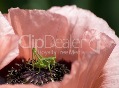 Junges Heupferd auf Mohn