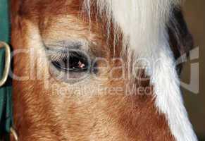 Auge Haflinger