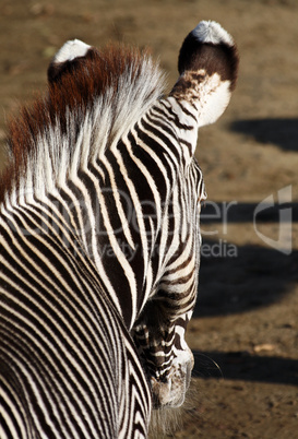 Zebra