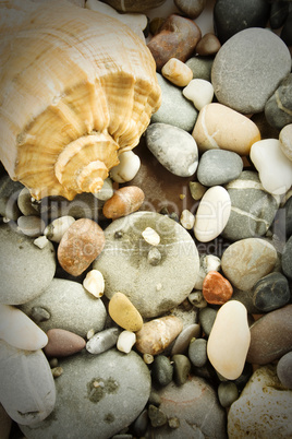 Seashore Still Life