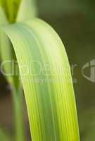 Nature Background - Green leaves 05