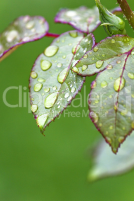 Rosenblätter im Morgentau