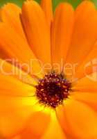 Blütenzauber Orange Gelb 03