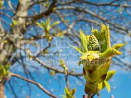 Chestnut tree buds and leaves in spring