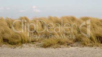 Beachgrass, Ammophila