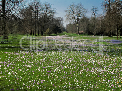 meadow with crocus in spring