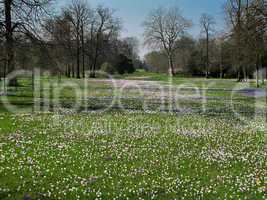 meadow with crocus in spring