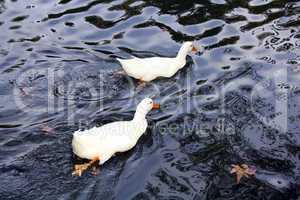 Two white ducks