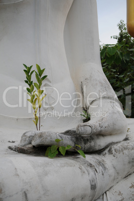 Small tree in the hand of a Buddha's figure