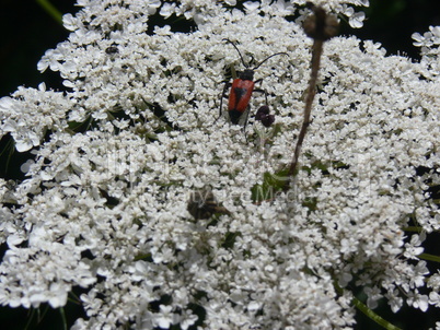 Doldenblüte mit Käfer