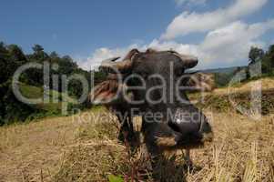 Water buffalo in a rice field