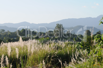 Long grass and mountains in the background