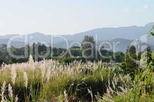 Long grass and mountains in the background