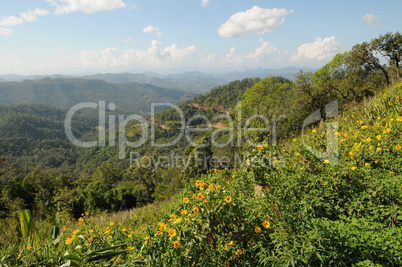 Sunflowers in the mountains