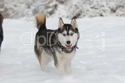 Sibirian husky in the snow