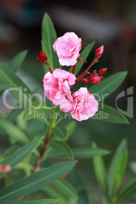 Rosa Oleander