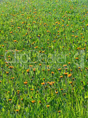 dandelions