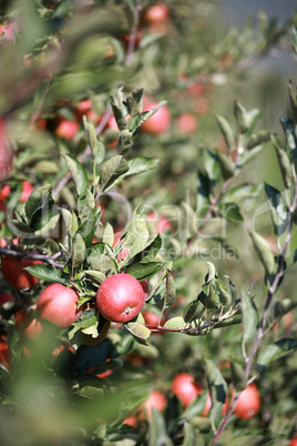 Äpfel am Baum