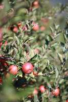 Äpfel am Baum