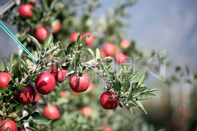 Äpfel am Baum