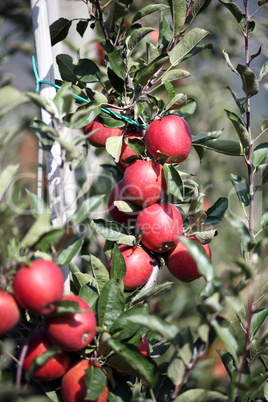 Äpfel am Baum