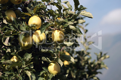 Gelbe Äpfel am Baum