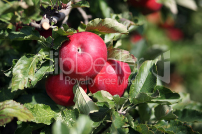 Reife Äpfel am Baum