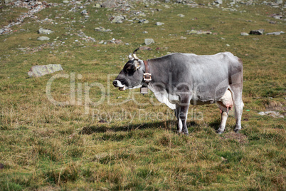 Kuh in den Alpen