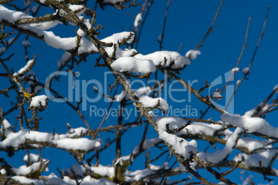 Schnee auf Obstbaumzweigen