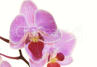 Orchidee