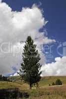 Baum auf der Villanderer Alm