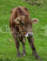 Kuh, Kühe auf Almwiese