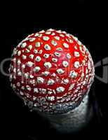 the fly agaric (Amanita muscaria)
