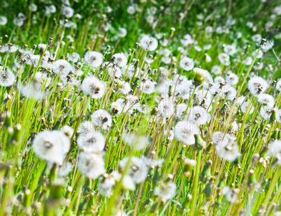 dandelions