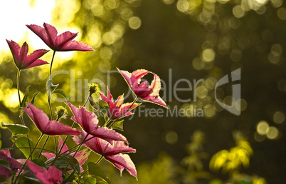 Clematis (virgin's bower)