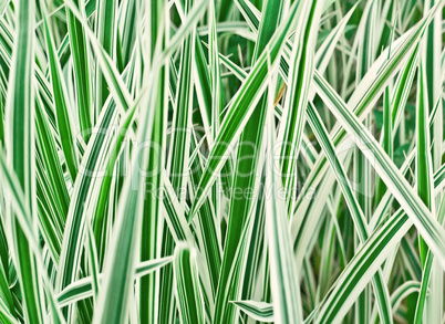 the Carex variegata