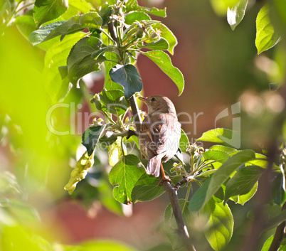 the Whitethroat