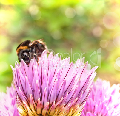 bumblebee (Bombus)