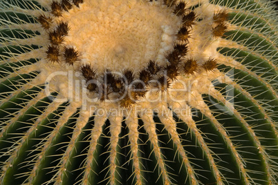 Goldkugelkaktus, Echinocactus grusonii