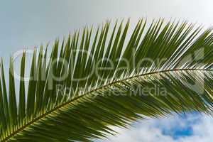 Blatt einer echten Dattelpalme (Phoenix dactylifera) - Leaf of a Date Palm