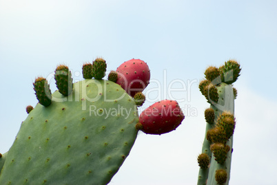 Feigenkaktus (Opuntia ficus-indica) - Opuntia ficus-indica (Indian Fig Opuntia)