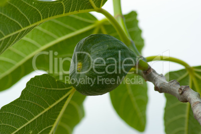 Echte Feige (Ficus carica) - Common fig (Ficus carica)