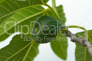 Echte Feige (Ficus carica) - Common fig (Ficus carica)