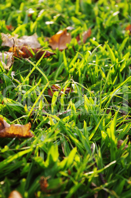 green grass background, low angle view