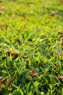 green grass background, low angle view