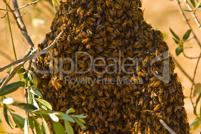 Westliche Honigbiene (Apis mellifera) - Honea Bee
