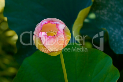 Lotus, Lotos, Nelumbo, Nelumbonaceae