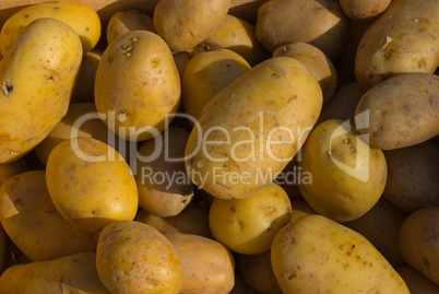 Kartoffeln (Solanum tuberosum) - Potatoes