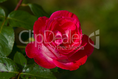 Rose, Rosaceae