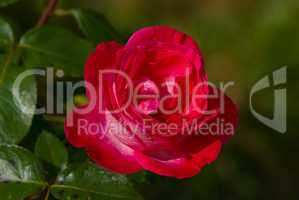Rose, Rosaceae